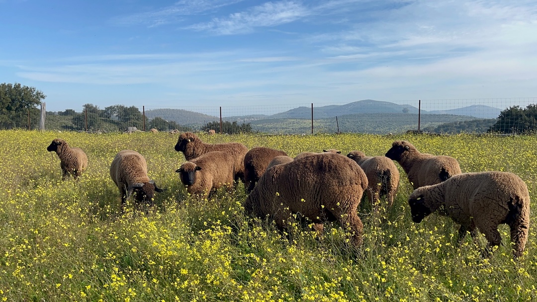 Ovejas Merino Negro pastando en olivar tradicional