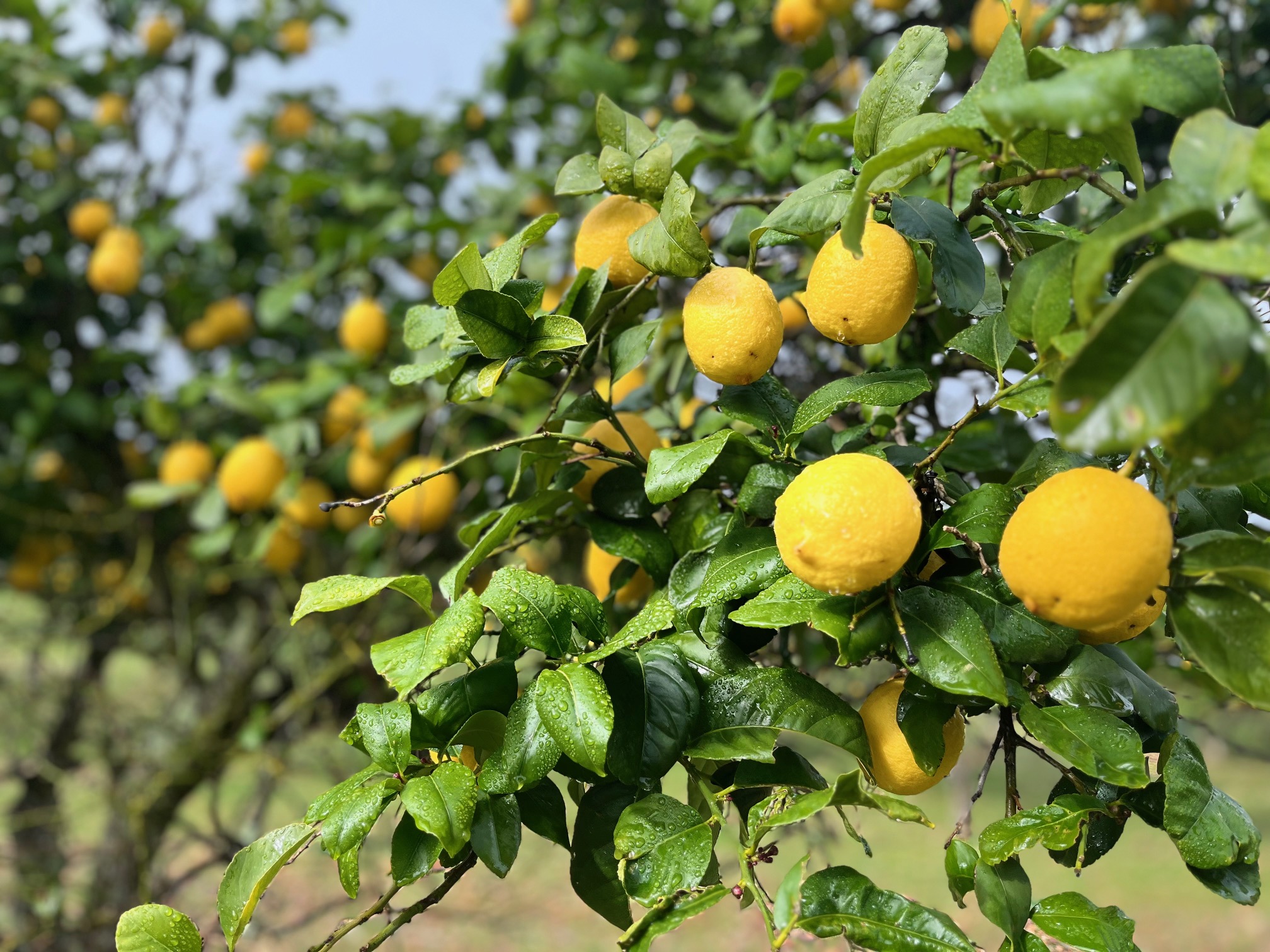 Limones y naranjas ecológicas en árbol de Finca La Galga
